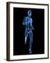 Running Skeleton, Artwork-SCIEPRO-Framed Photographic Print