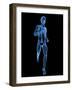 Running Skeleton, Artwork-SCIEPRO-Framed Photographic Print