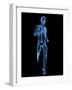 Running Skeleton, Artwork-SCIEPRO-Framed Photographic Print