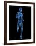 Running Skeleton, Artwork-SCIEPRO-Framed Photographic Print