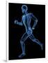 Running Skeleton, Artwork-SCIEPRO-Framed Photographic Print