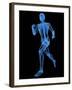 Running Skeleton, Artwork-SCIEPRO-Framed Photographic Print