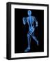 Running Skeleton, Artwork-SCIEPRO-Framed Photographic Print