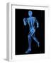 Running Skeleton, Artwork-SCIEPRO-Framed Photographic Print