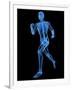 Running Skeleton, Artwork-SCIEPRO-Framed Photographic Print