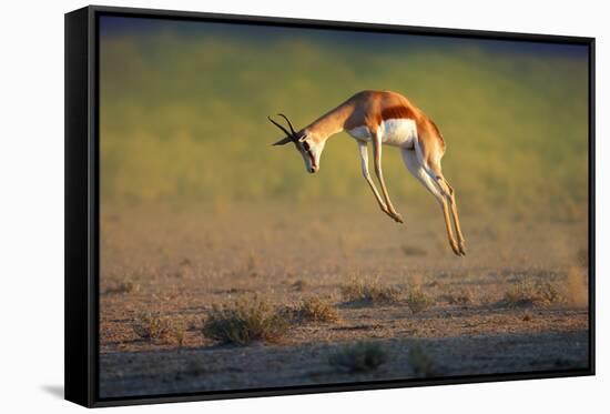 Running Springbok Jumping High - Antidorcas Marsupialis - Kalahari - South Africa-Johan Swanepoel-Framed Stretched Canvas