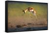 Running Springbok Jumping High - Antidorcas Marsupialis - Kalahari - South Africa-Johan Swanepoel-Framed Stretched Canvas