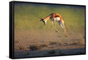 Running Springbok Jumping High - Antidorcas Marsupialis - Kalahari - South Africa-Johan Swanepoel-Framed Stretched Canvas