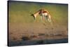 Running Springbok Jumping High - Antidorcas Marsupialis - Kalahari - South Africa-Johan Swanepoel-Stretched Canvas