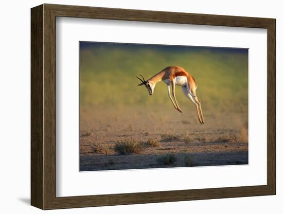 Running Springbok Jumping High - Antidorcas Marsupialis - Kalahari - South Africa-Johan Swanepoel-Framed Photographic Print