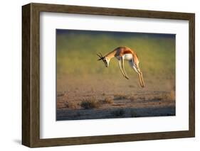 Running Springbok Jumping High - Antidorcas Marsupialis - Kalahari - South Africa-Johan Swanepoel-Framed Photographic Print