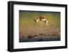 Running Springbok Jumping High - Antidorcas Marsupialis - Kalahari - South Africa-Johan Swanepoel-Framed Photographic Print