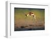 Running Springbok Jumping High - Antidorcas Marsupialis - Kalahari - South Africa-Johan Swanepoel-Framed Photographic Print