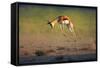 Running Springbok Jumping High - Antidorcas Marsupialis - Kalahari - South Africa-Johan Swanepoel-Framed Stretched Canvas