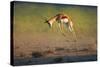 Running Springbok Jumping High - Antidorcas Marsupialis - Kalahari - South Africa-Johan Swanepoel-Stretched Canvas