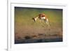 Running Springbok Jumping High - Antidorcas Marsupialis - Kalahari - South Africa-Johan Swanepoel-Framed Photographic Print