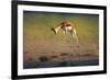 Running Springbok Jumping High - Antidorcas Marsupialis - Kalahari - South Africa-Johan Swanepoel-Framed Photographic Print