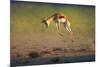 Running Springbok Jumping High - Antidorcas Marsupialis - Kalahari - South Africa-Johan Swanepoel-Mounted Photographic Print