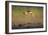 Running Springbok Jumping High - Antidorcas Marsupialis - Kalahari - South Africa-Johan Swanepoel-Framed Photographic Print