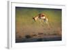 Running Springbok Jumping High - Antidorcas Marsupialis - Kalahari - South Africa-Johan Swanepoel-Framed Photographic Print