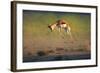 Running Springbok Jumping High - Antidorcas Marsupialis - Kalahari - South Africa-Johan Swanepoel-Framed Photographic Print