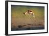 Running Springbok Jumping High - Antidorcas Marsupialis - Kalahari - South Africa-Johan Swanepoel-Framed Photographic Print