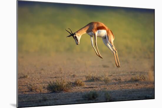 Running Springbok Jumping High - Antidorcas Marsupialis - Kalahari - South Africa-Johan Swanepoel-Mounted Photographic Print
