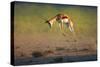 Running Springbok Jumping High - Antidorcas Marsupialis - Kalahari - South Africa-Johan Swanepoel-Stretched Canvas