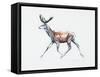 Running Stag in Velvet, Polsen, 2006-Mark Adlington-Framed Stretched Canvas