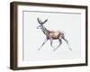 Running Stag in Velvet, Polsen, 2006-Mark Adlington-Framed Giclee Print