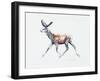 Running Stag in Velvet, Polsen, 2006-Mark Adlington-Framed Giclee Print