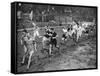 Running the Half Mile at the Civil Service Sports Day, Stamford Bridge, London, 1926-1927-null-Framed Stretched Canvas