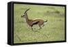 Running Thomson's Gazelle-null-Framed Stretched Canvas