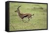 Running Thomson's Gazelle-null-Framed Stretched Canvas