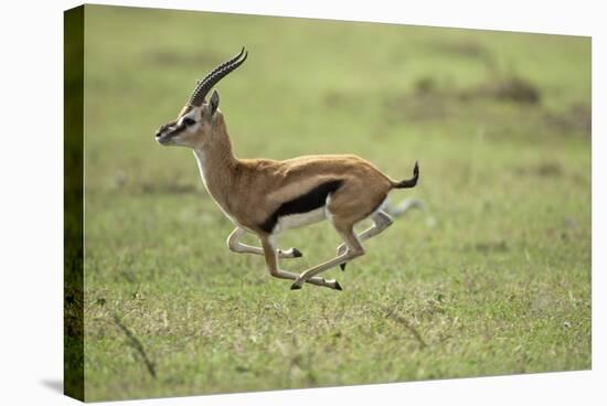 Running Thomson's Gazelle-null-Stretched Canvas