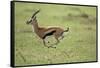 Running Thomson's Gazelle-null-Framed Stretched Canvas