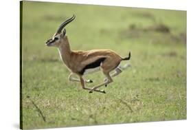 Running Thomson's Gazelle-null-Stretched Canvas