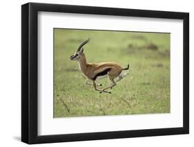 Running Thomson's Gazelle-null-Framed Premium Photographic Print