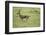 Running Thomson's Gazelle-null-Framed Premium Photographic Print