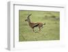 Running Thomson's Gazelle-null-Framed Premium Photographic Print