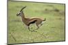 Running Thomson's Gazelle-null-Mounted Premium Photographic Print