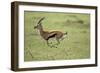 Running Thomson's Gazelle-null-Framed Photographic Print