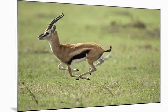Running Thomson's Gazelle-null-Mounted Photographic Print