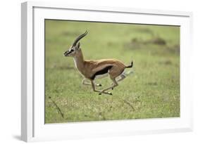 Running Thomson's Gazelle-null-Framed Photographic Print