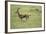 Running Thomson's Gazelle-null-Framed Photographic Print