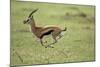 Running Thomson's Gazelle-null-Mounted Photographic Print