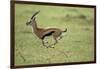 Running Thomson's Gazelle-null-Framed Photographic Print