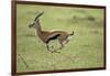 Running Thomson's Gazelle-null-Framed Photographic Print