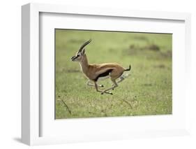 Running Thomson's Gazelle-null-Framed Photographic Print
