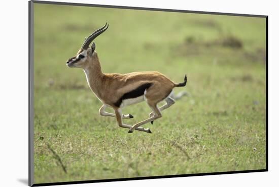 Running Thomson's Gazelle-null-Mounted Photographic Print